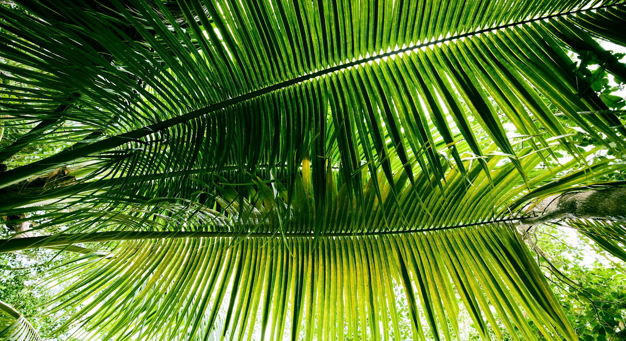 Closeup of Cocos nucifera leaves in Bacalar, Quintana Roo, Mexico