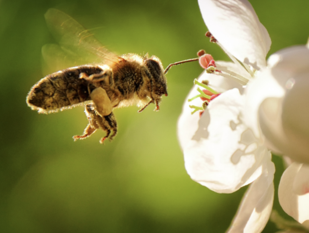 Bee Sanctuary